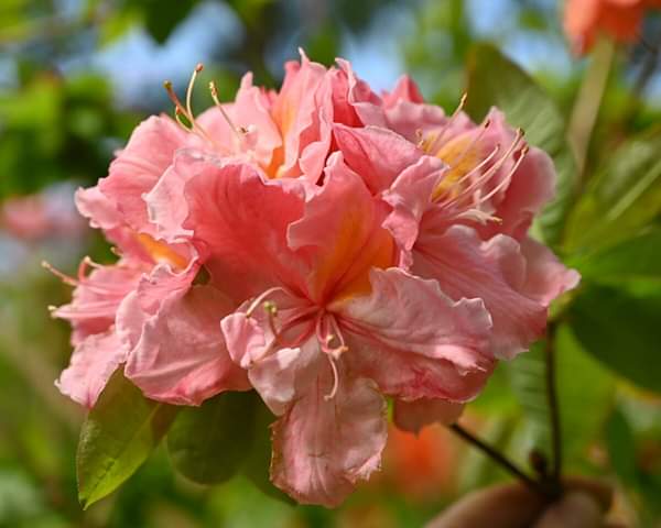 Berryrose